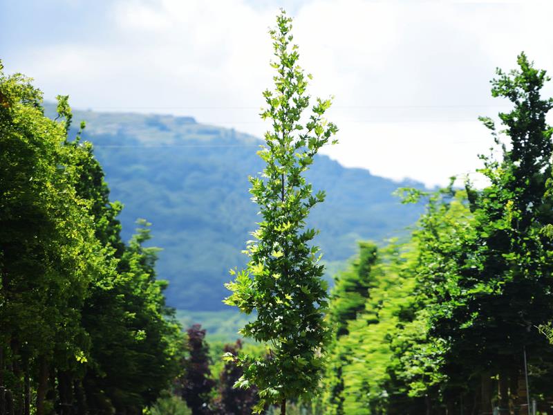 Doğu çınarı - Platanus orientalis