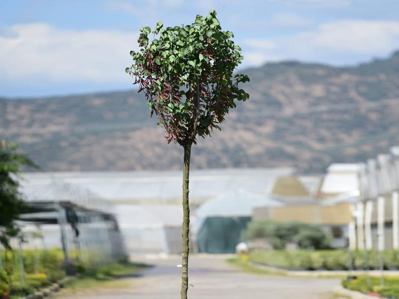 Erguvan Ağacı – Cercis siliquastrum