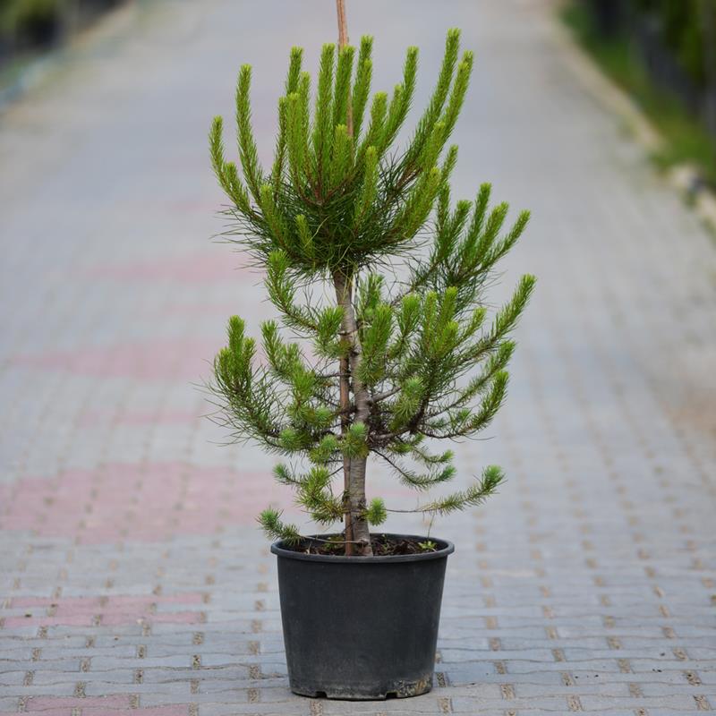 Fıstık Çamı – Pinus pinea