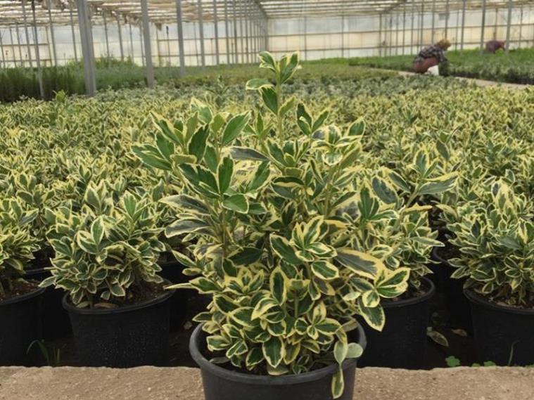 Bravo Taflan - Euonymus japonicus bravo