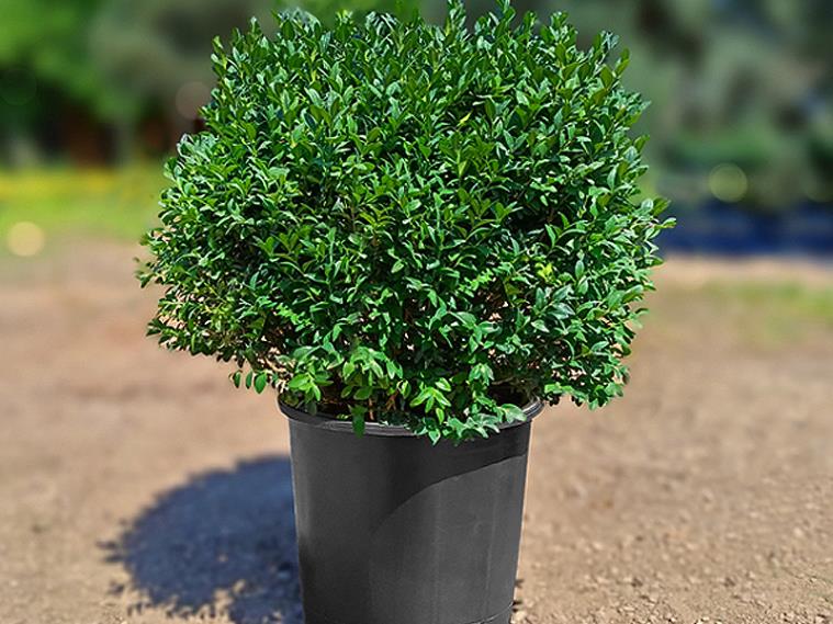 Şimşir Çalısı – Buxus sempervirens