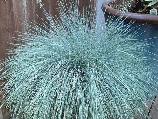 Mavi Çim - Festuca glauca