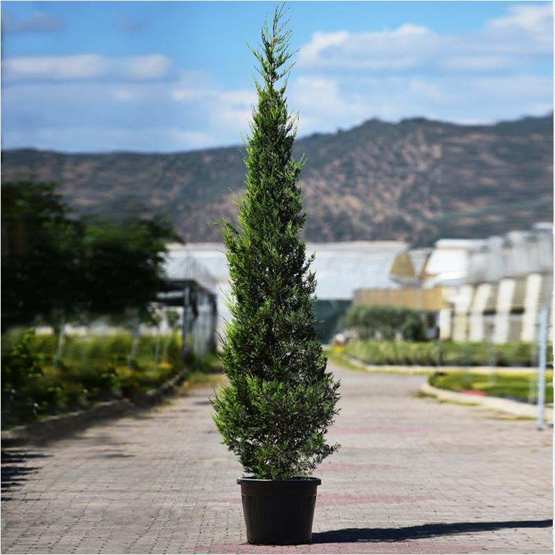 Leylandi – Cupressus leylandi