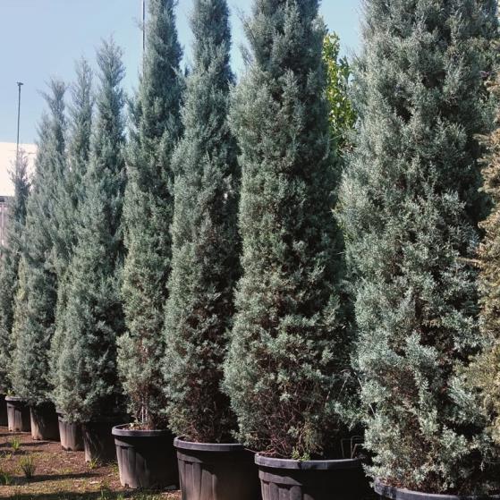 Mavi Servi – Cupressus arizonica