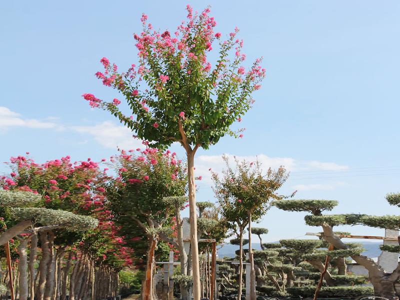 Oya Ağacı – Lagerstromia indica