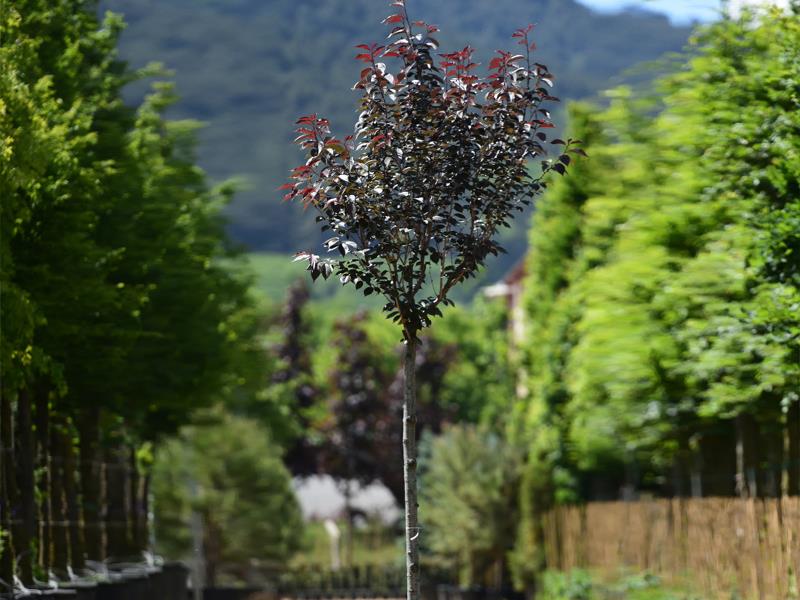 Süs Kirazı – Prunus serrulata