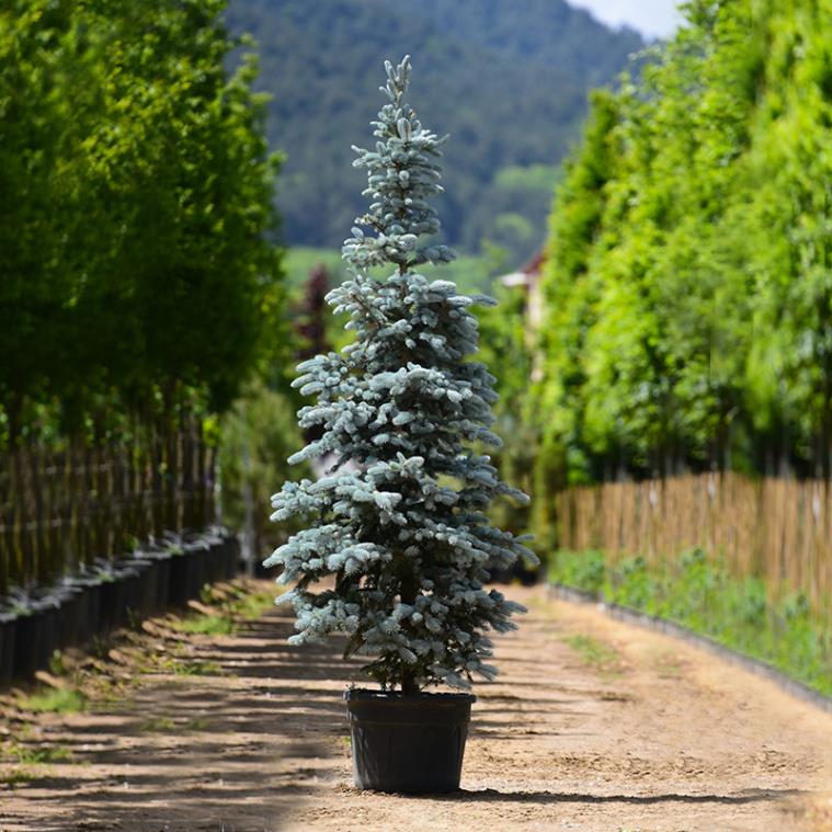 Aşılı Mavi Ladin – Picea pungens Hoopsi