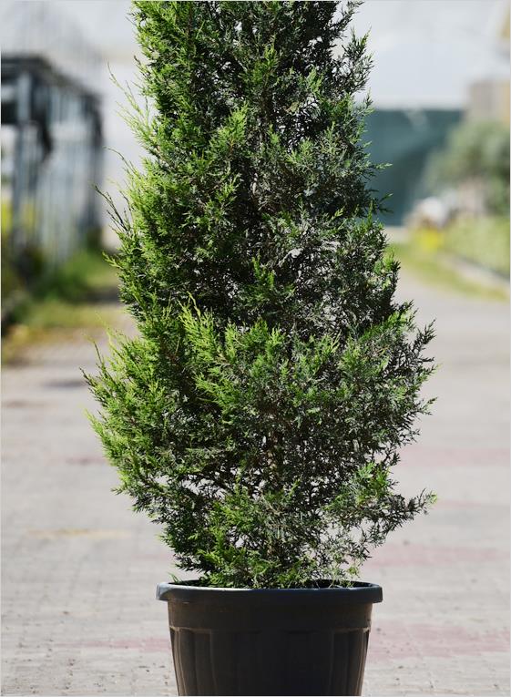 Leylandi – Cupressus leylandi