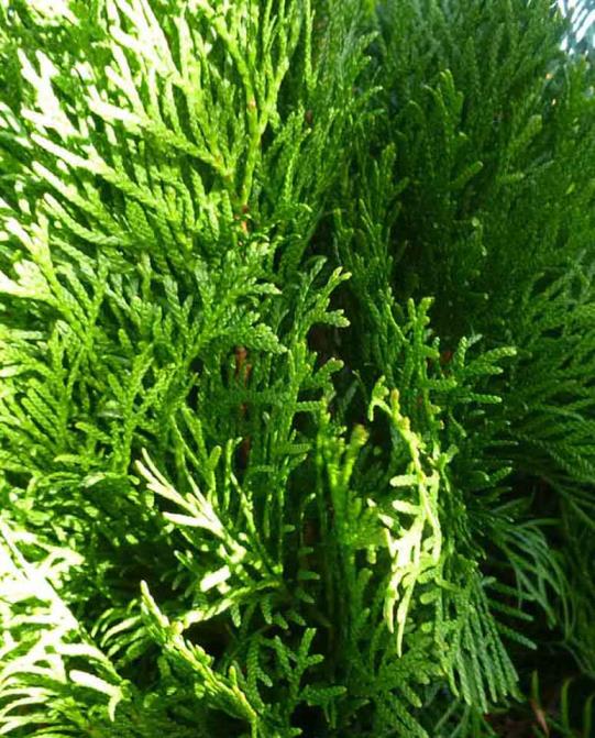 Top Mazı – Thuja Orientalis Compacta Nana