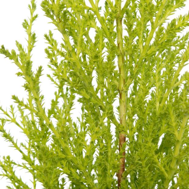 Limoni Servi - Cupressus macrocarpa