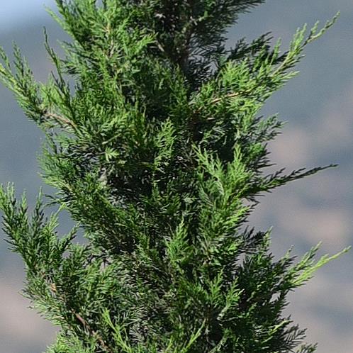 Kalem Servi – Cupressus sempervirens