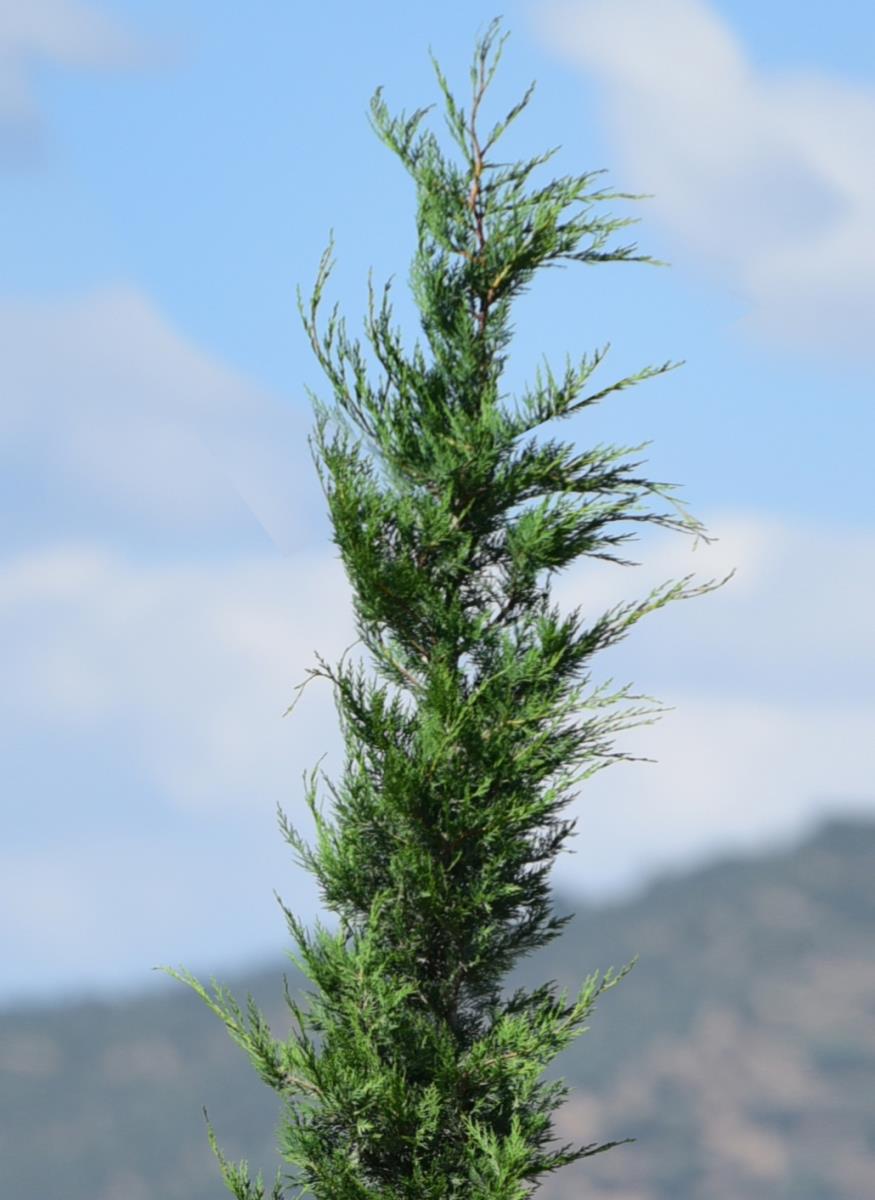 Kalem Servi – Cupressus sempervirens