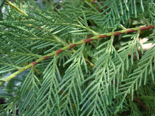 Kalem Servi – Cupressus sempervirens