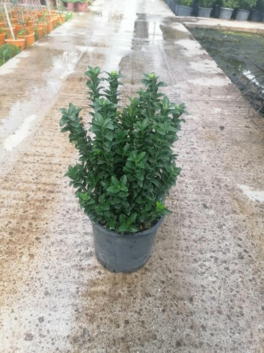 Sütun Taflan – Euonymus japonicus Microphyllus Green Rocket