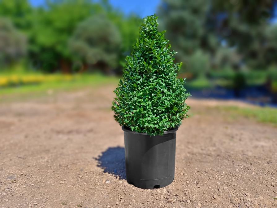 Şimşir Çalısı – Buxus sempervirens