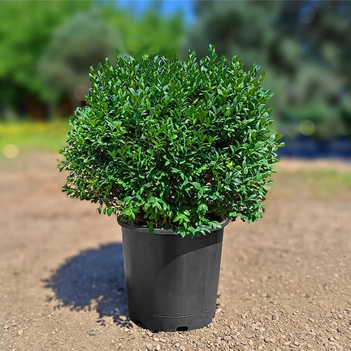 Şimşir Çalısı – Buxus sempervirens