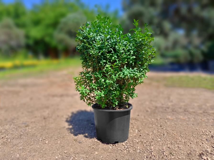 Şimşir Çalısı – Buxus sempervirens