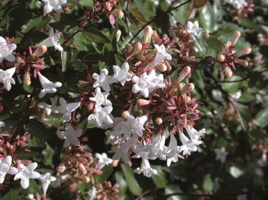 Abelya - Abelia grandifolia