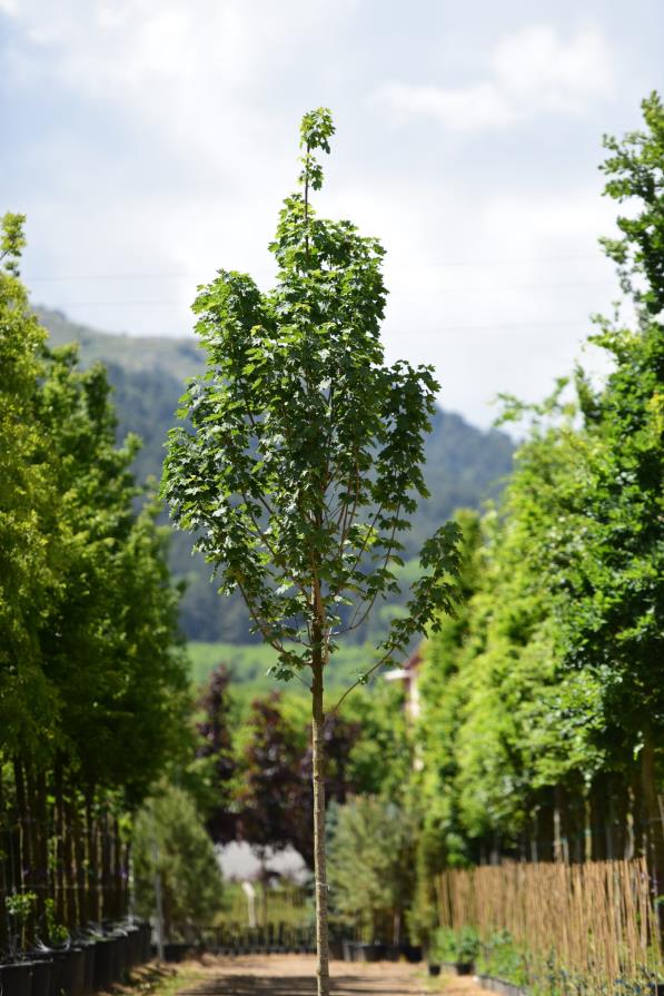 Çınar Yapraklı Akçaağaç - Acer platanoides