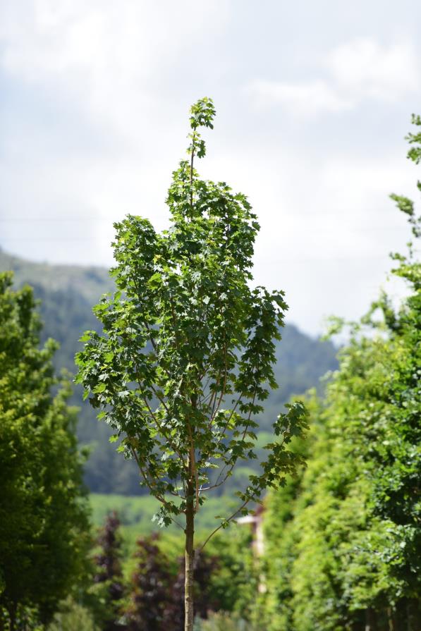 Çınar Yapraklı Akçaağaç - Acer platanoides