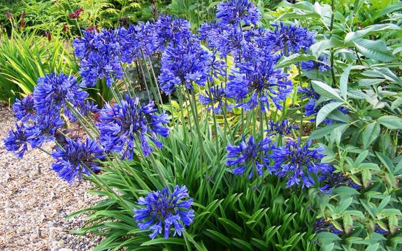 Agapantus – Agapanthus africanus