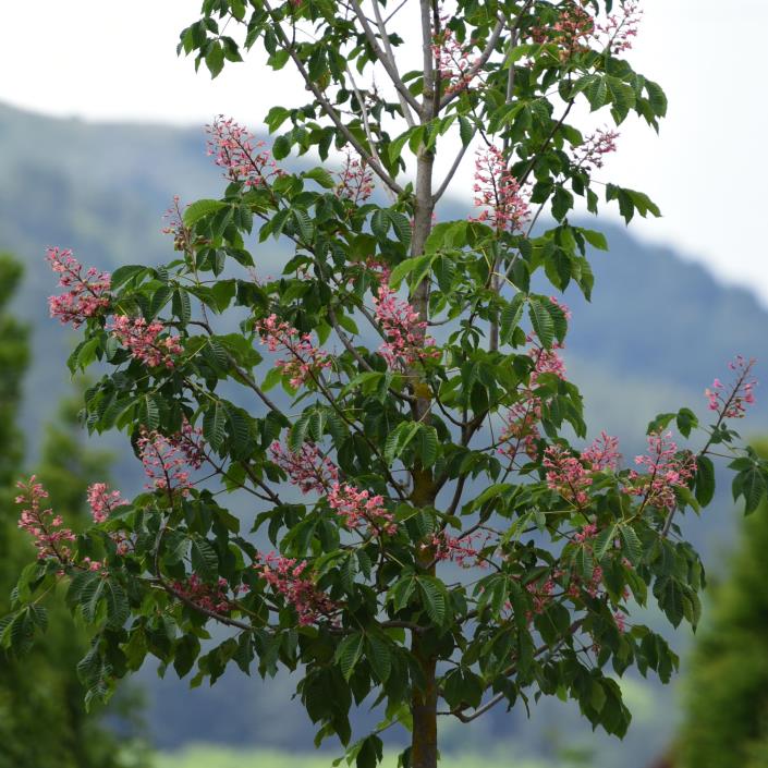 Kırmızı Çiçekli At Kestanesi- Aesculus x carnea