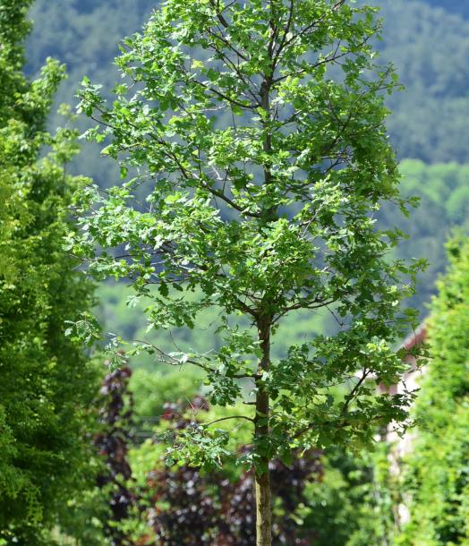 Saplı Meşe – Quercus rebur