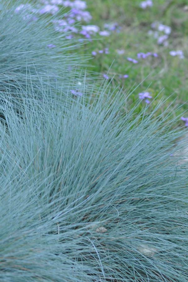 Mavi Çim - Festuca glauca