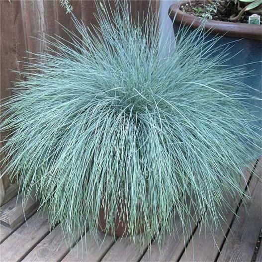 Mavi Çim - Festuca glauca