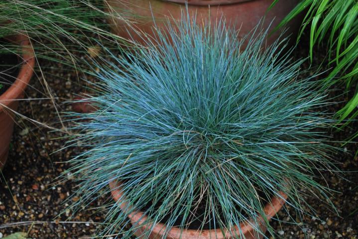 Mavi Çim - Festuca glauca