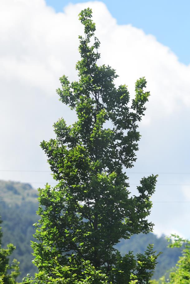 Gürgen – Carpinus betulus