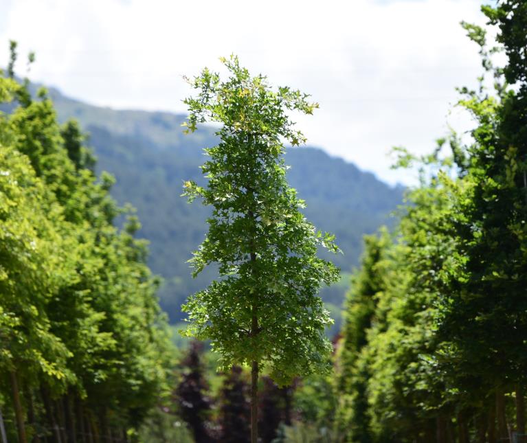 Amerikan Sığlası - Liquidambar styraciflua