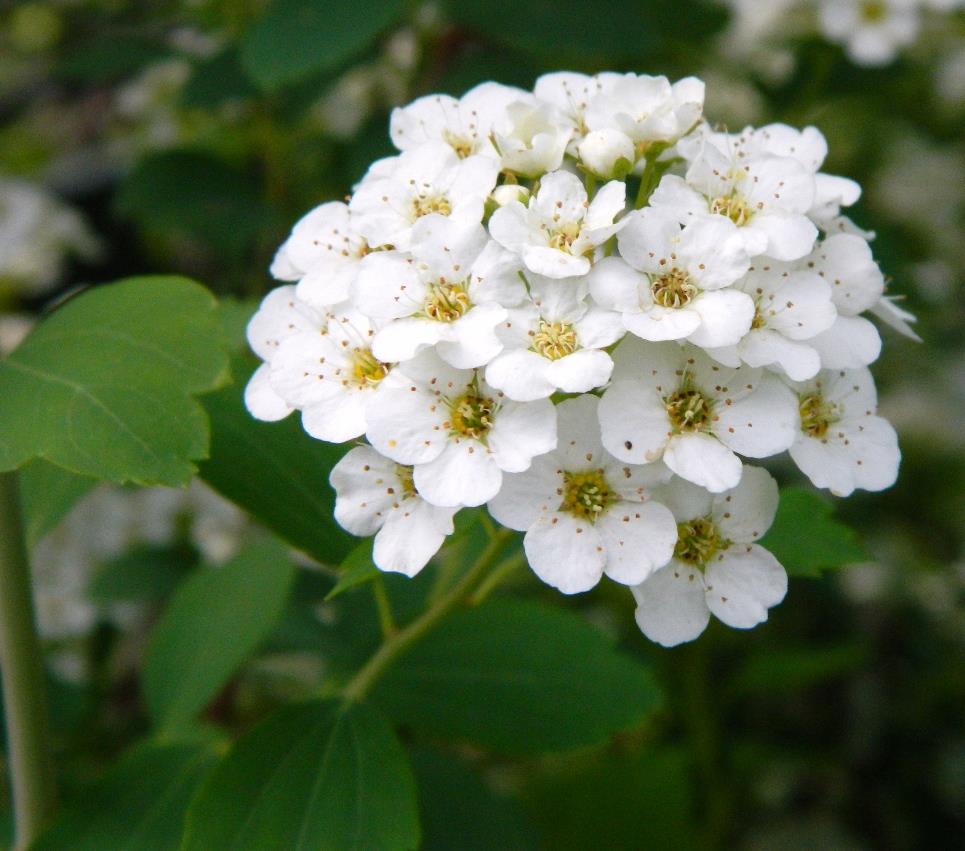 İspirya - Spiraea vanhouttei