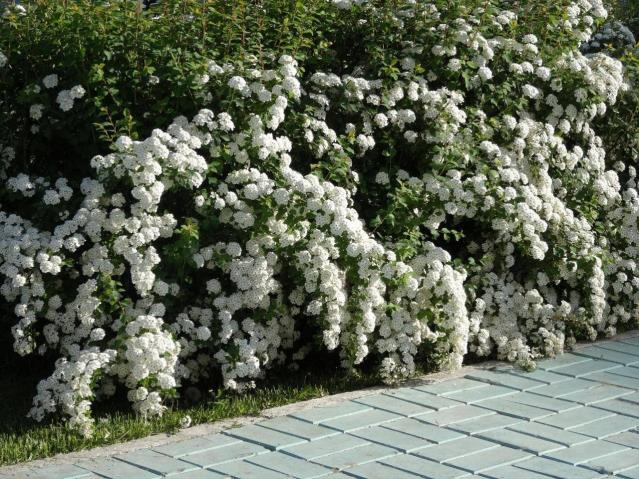 İspirya - Spiraea vanhouttei