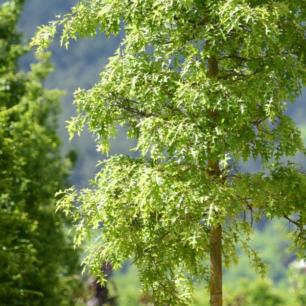 Bataklık Meşesi – Quercus palustris