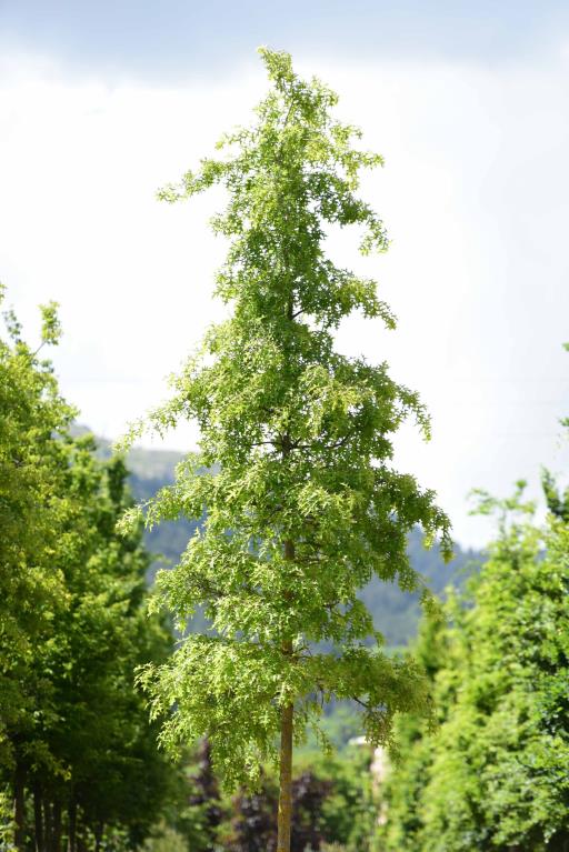 Bataklık Meşesi – Quercus palustris