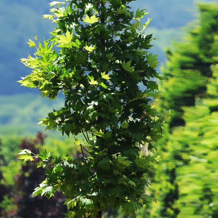 Doğu çınarı - Platanus orientalis