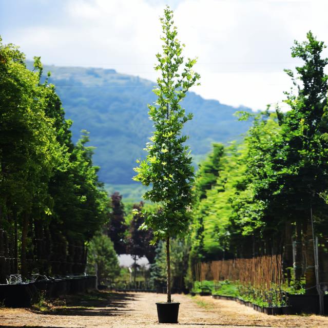 Doğu çınarı - Platanus orientalis