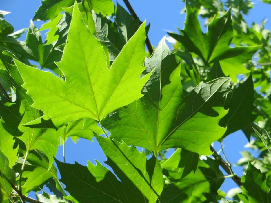 Londra Çınarı – Platanus acerifolia