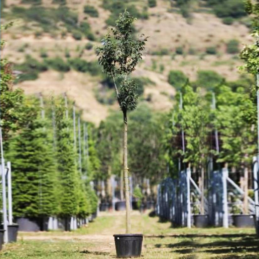 Çitlembik Ağacı – Celtis australis