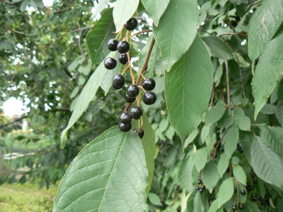 Çitlembik Ağacı – Celtis australis