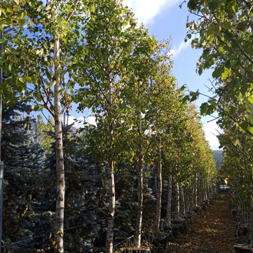 Huş Ağacı – Betula alba