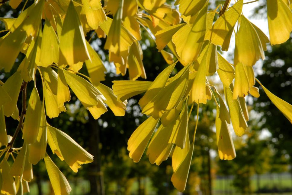 Mabet Ağacı – Ginko biloba