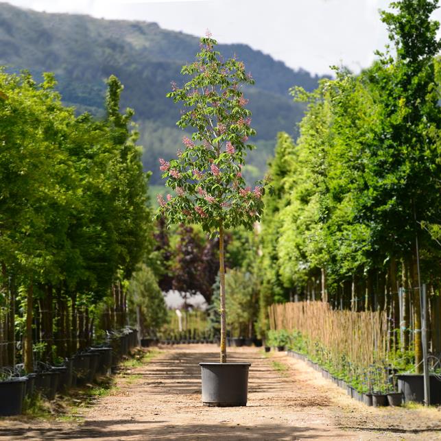 Kırmızı Çiçekli At Kestanesi- Aesculus x carnea