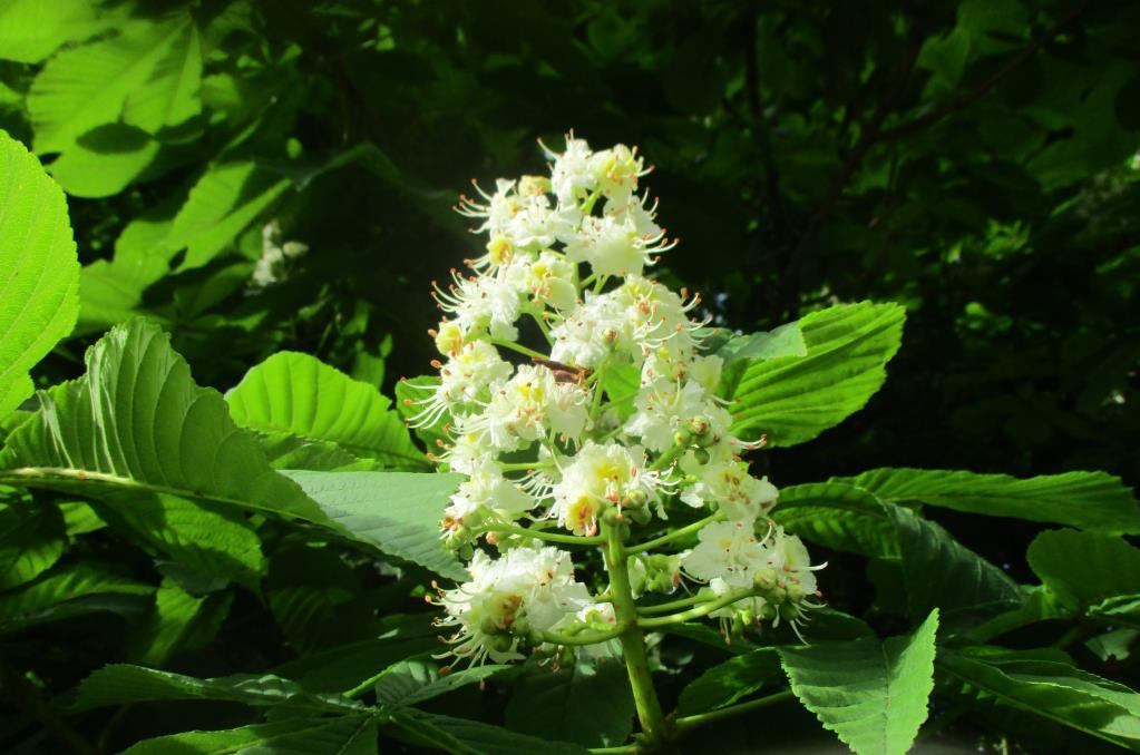 Beyaz Çiçekli At Kestanesi – Aesculus hippocastanum