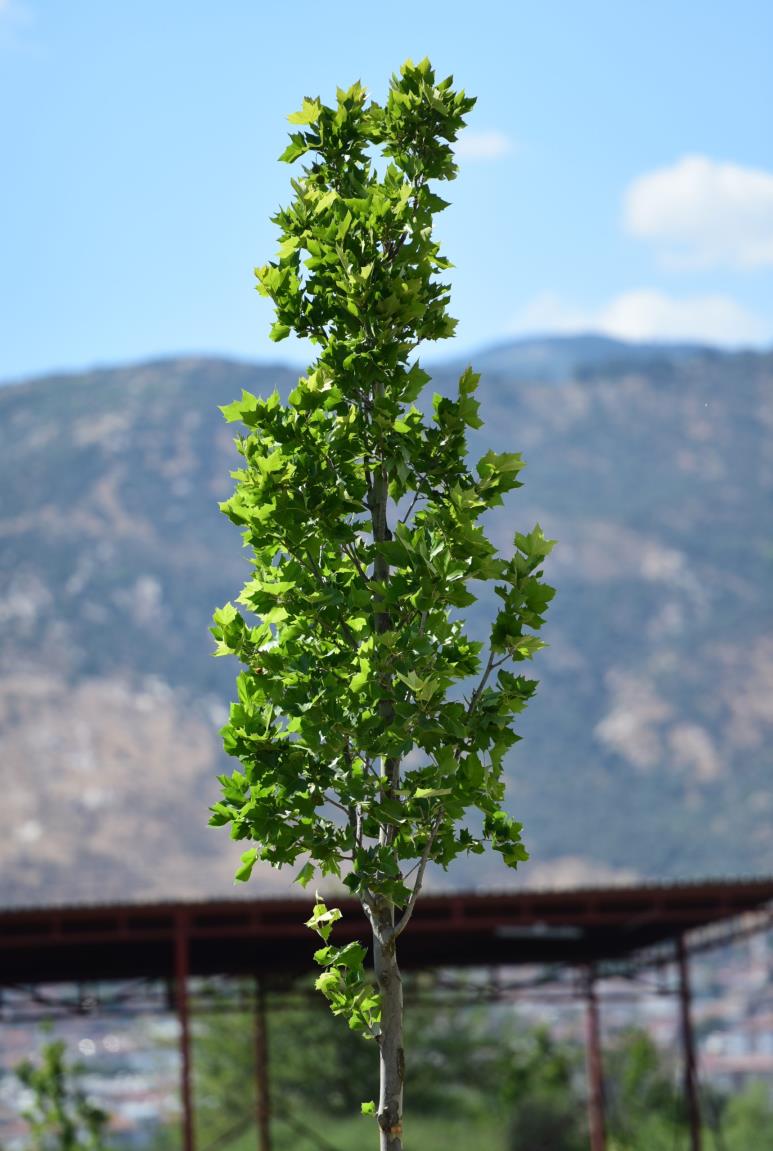 Doğu çınarı – Platanus orientalis