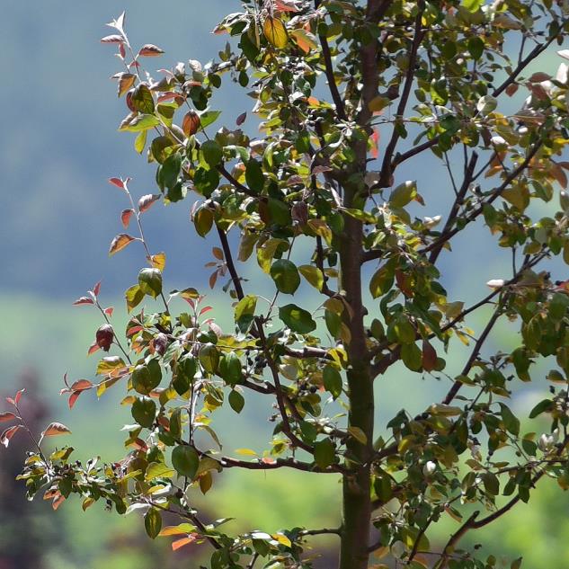 Süs Elması – Malus floribunda