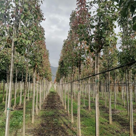 Süs Armudu – Pyrus calleryana