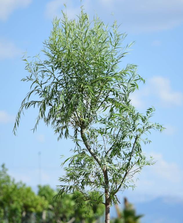 Salkım Söğüt – Salix Babylonica