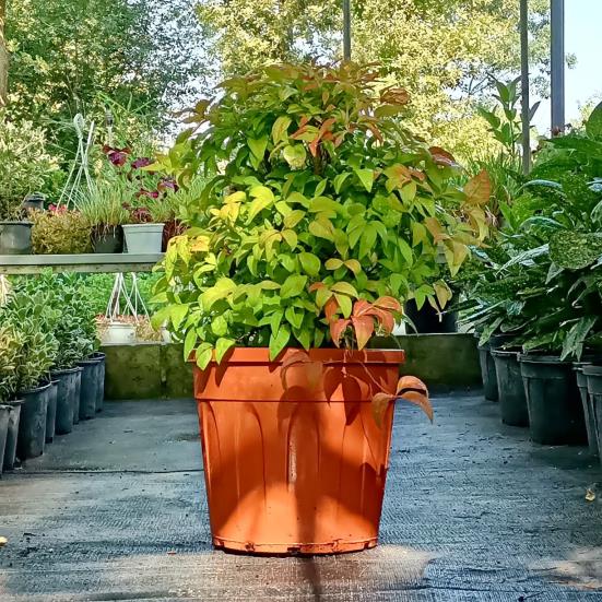 Cennet Bambusu – Nandina domestica Fire Power